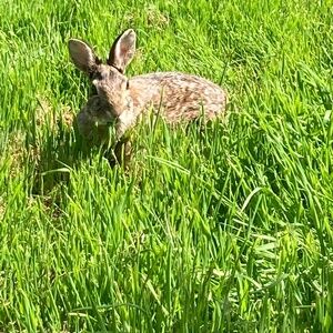 Meet your Posher, Juniper